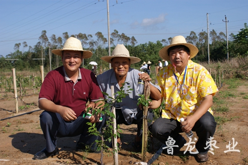 在海南文昌夏树让鲜枣种植基地