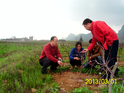 在桂林恭城基地指导修剪