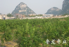 柳州门头村桂台枣种植基地