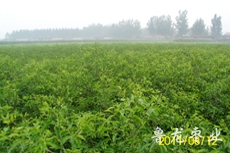 桂台枣品种山东苗圃