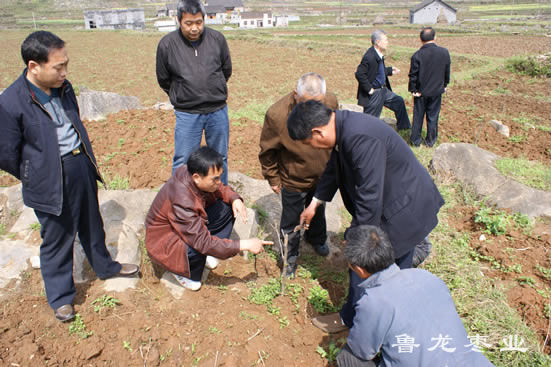 在湖南湘西苗族凤凰县传授枣业技术