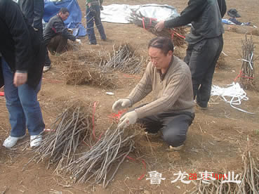 分级打捆