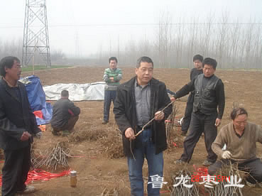调苗方检查苗木质量