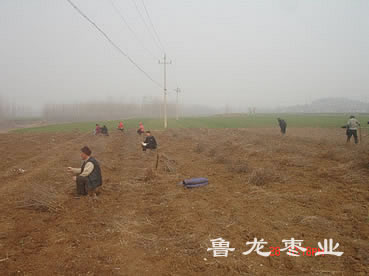 春季起苗