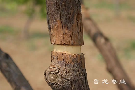 甲口