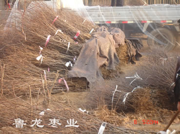 春季调苗