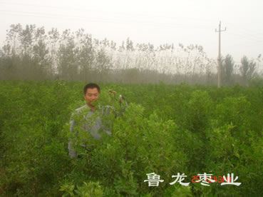 脆枣王特级苗木