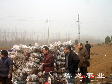 脆枣王枣苗包装等待发运
