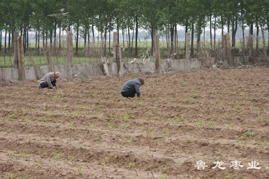 鲁龙枣业河南内黄林科所苗圃