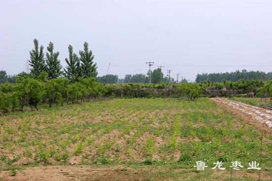 鲁龙枣业仲村苗圃