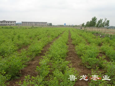 鲁龙枣业总部苗圃