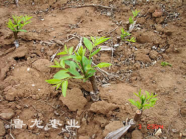 枣苗发芽状