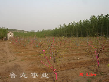 鲁龙枣业龙湾基地