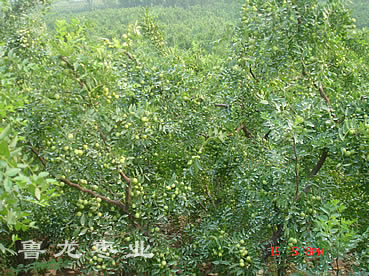 费县山区基地