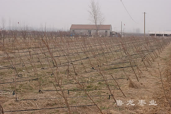 鲁龙枣业仲村基地一边倒园区