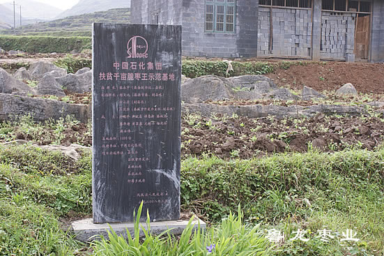 湖南凤凰千亩脆枣王基地