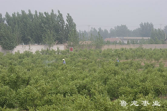 打药