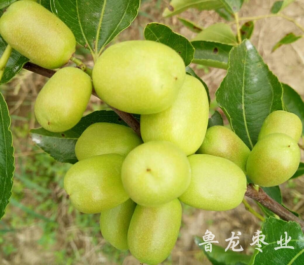 金丝新4号枣