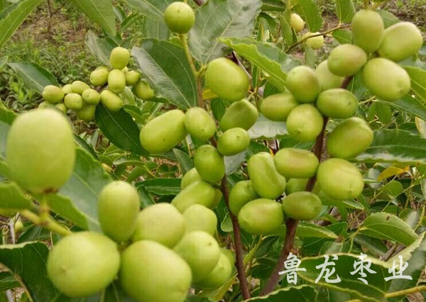 金丝新4号枣
