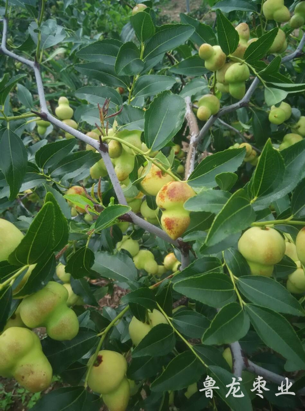 葫芦枣