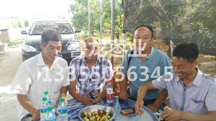 江西南城清良枣业