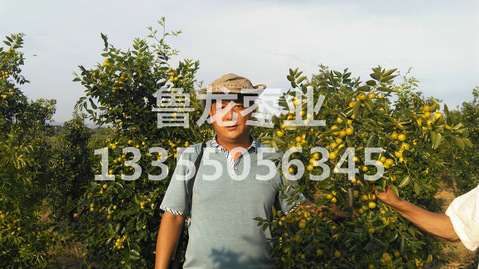 江西南城清良枣业3