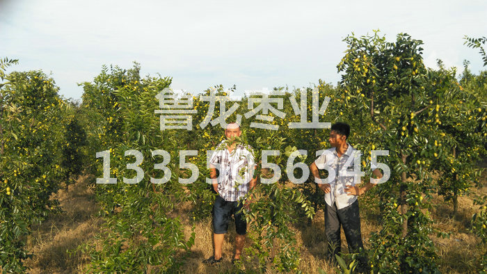 江西南城清良枣业4