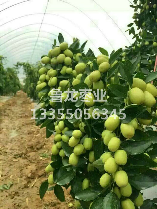云南元谋