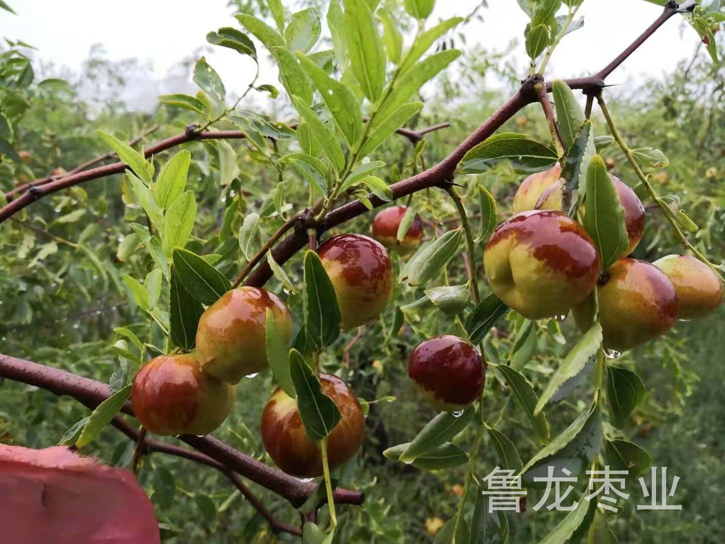 蟠枣